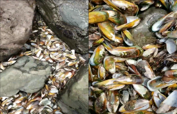 Video: Vẹm xanh chết hàng loạt, trải dài khắp bờ biển New Zealand - 1