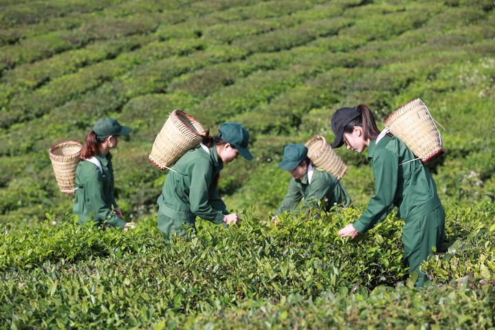 Vinamilk tham gia quản trị và điều hành tại GTNFoods - 5