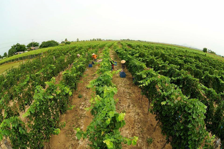 Vinamilk tham gia quản trị và điều hành tại GTNFoods - 6