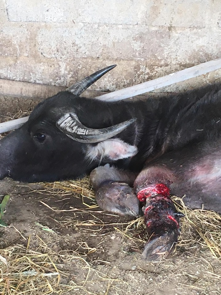 Kẻ xấu đặt hơn 300 chiếc bẫy, xẻ thịt trâu bò ngay trong khu bảo tồn ở Hà Tĩnh - 1