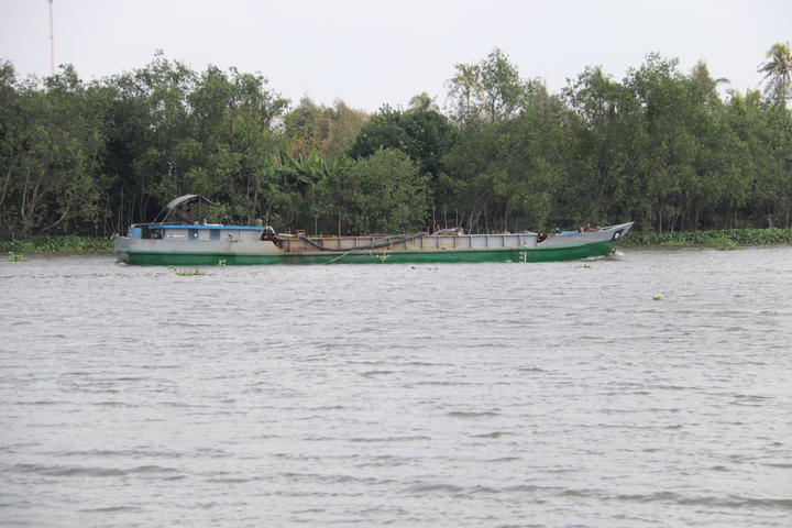 Hạn mặn khốc liệt, nhà vườn miền Tây thuê sà lan chở nước ngọt cứu sầu riêng - 3