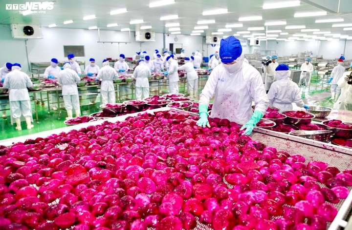 Thanh long bất ngờ tăng giá giữa Covid-19: Chiêu 'nhử mồi' của thương lái? - 2