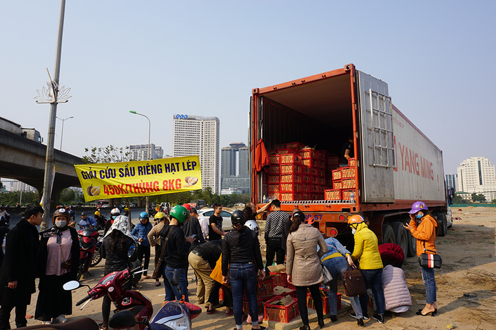 Người Hà Nội chen nhau 'giải cứu' sầu riêng - 1