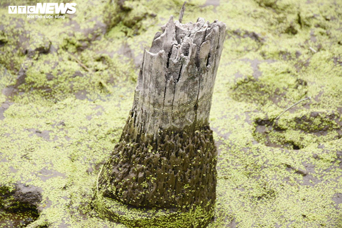 Khai quật khẩn cấp bãi cọc vừa phát lộ tại ngã ba sông ở Hải Phòng - 2