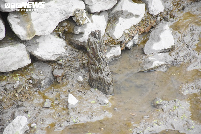 Cận cảnh 13 cọc gỗ giữa lòng sông nghi liên quan trận chiến Bạch Đằng - 12