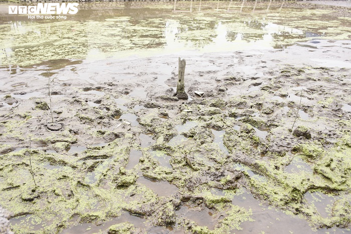 Cận cảnh 13 cọc gỗ giữa lòng sông nghi liên quan trận chiến Bạch Đằng - 4