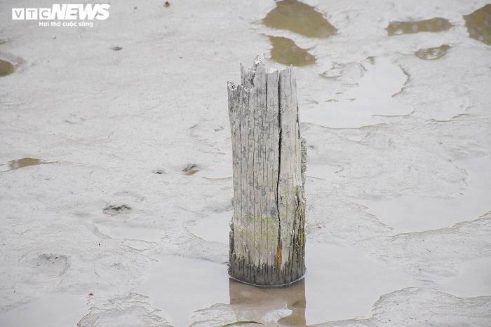Cận cảnh 13 cọc gỗ giữa lòng sông nghi liên quan trận chiến Bạch Đằng - 10