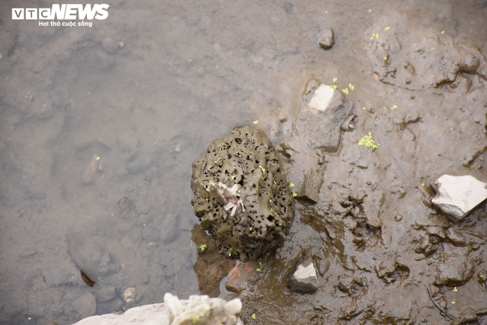 Cận cảnh 13 cọc gỗ giữa lòng sông nghi liên quan trận chiến Bạch Đằng - 5