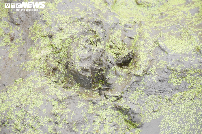 Cận cảnh 13 cọc gỗ giữa lòng sông nghi liên quan trận chiến Bạch Đằng - 13