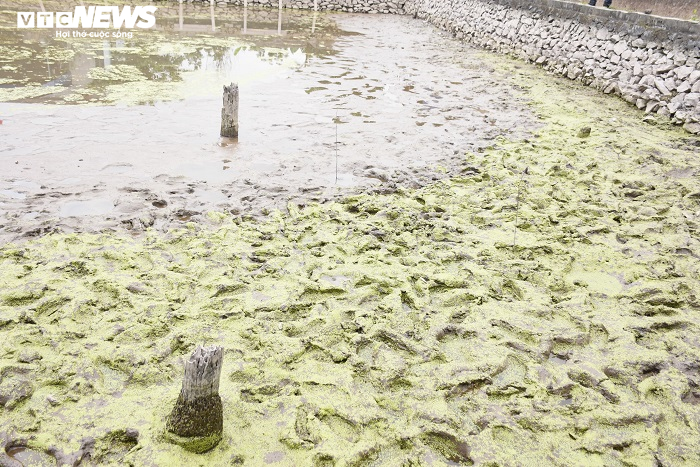 Cận cảnh 13 cọc gỗ giữa lòng sông nghi liên quan trận chiến Bạch Đằng - 3