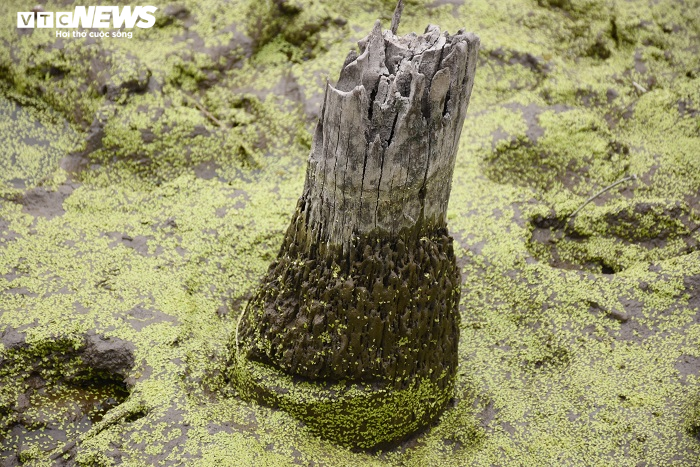 Cận cảnh 13 cọc gỗ giữa lòng sông nghi liên quan trận chiến Bạch Đằng - 6