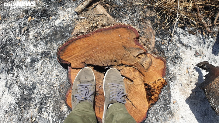 Rừng Đắk Lắk liên tục bị tàn phá sau Tết: Khởi tố vụ án hình sự - 1