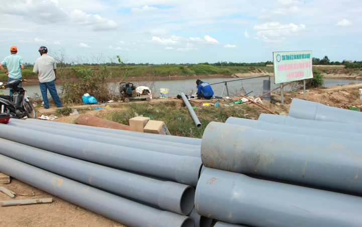 Hạn, mặn khốc liệt ở miền Tây: Dân cắt lúa hỏng cho bò ăn dần - 14