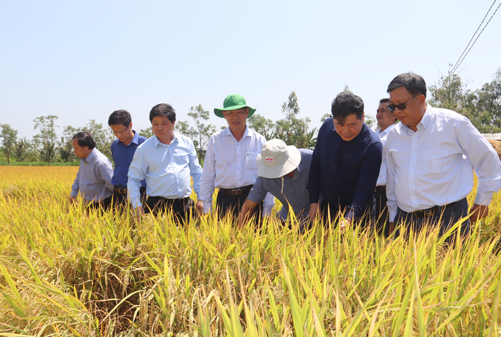Hạn mặn khốc liệt ở ĐBSCL: Lúa thiệt hại ít, cây ăn trái chưa bị ảnh hưởng - 1