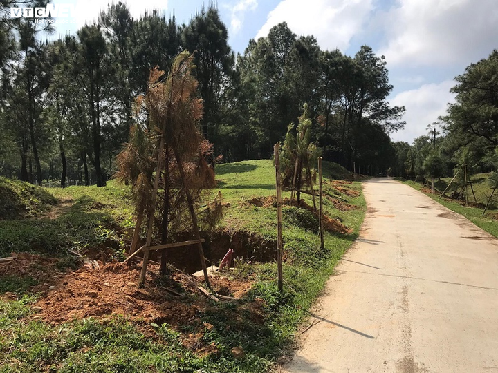 Đường chục tỷ đồng vào lăng vua chưa dùng đã hỏng và sự biến mất kỳ lạ của 2 cây thông cổ - 3