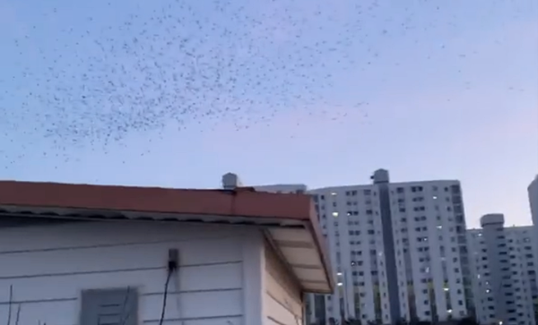 Dân mạng Hàn Quốc xôn xao trước hình ảnh đàn quạ đen bay kín trời - 1