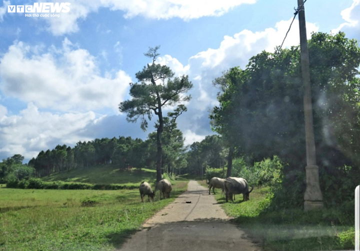 Đường chục tỷ đồng vào lăng vua chưa dùng đã hỏng và sự biến mất kỳ lạ của 2 cây thông cổ - 4