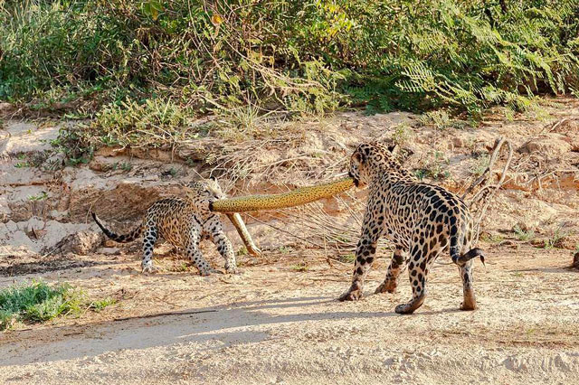Báo đốm ‘kéo co’ giành xác trăn ‘khủng’ - 4