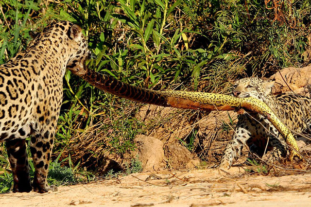 Báo đốm ‘kéo co’ giành xác trăn ‘khủng’ - 5