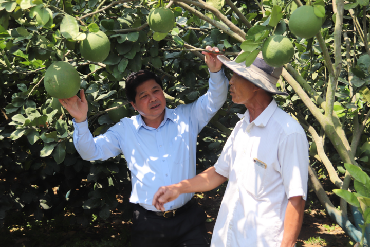 Vì sao hàng trăm gốc bưởi của lão nông Tiền Giang vẫn xanh tươi, trĩu quả giữa hạn mặn? - 2