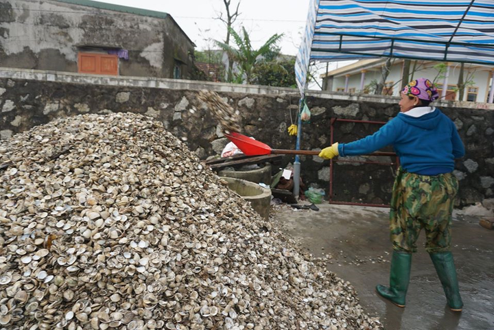 Ngao chết trắng đầm không rõ nguyên nhân, nông dân Hà Tĩnh điêu đứng - 7