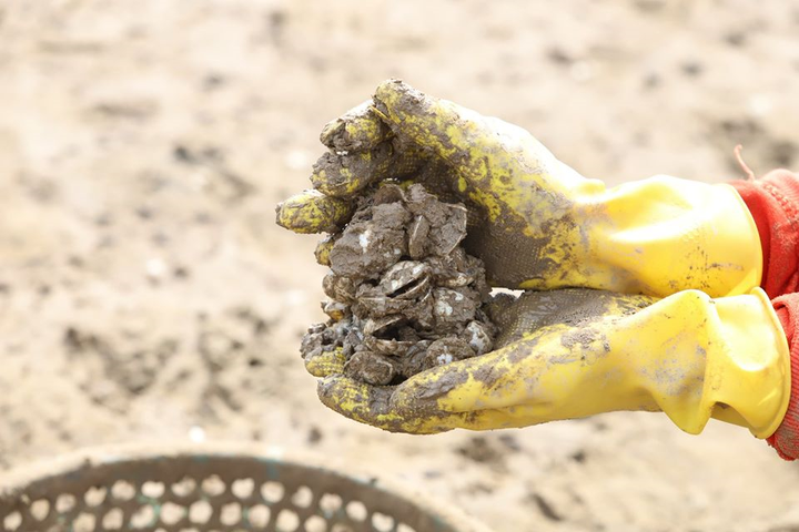 Ngao chết trắng đầm không rõ nguyên nhân, nông dân Hà Tĩnh điêu đứng - 4