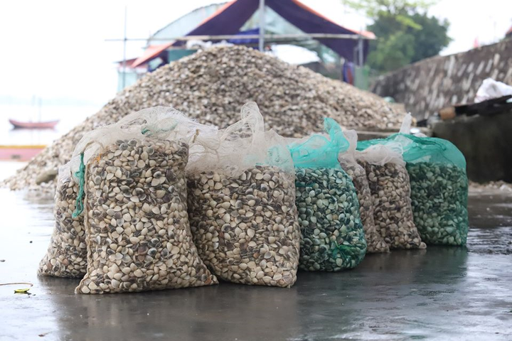 Ngao chết trắng đầm không rõ nguyên nhân, nông dân Hà Tĩnh điêu đứng - 5