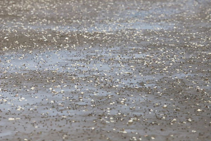 Ngao chết trắng đầm không rõ nguyên nhân, nông dân Hà Tĩnh điêu đứng - 6