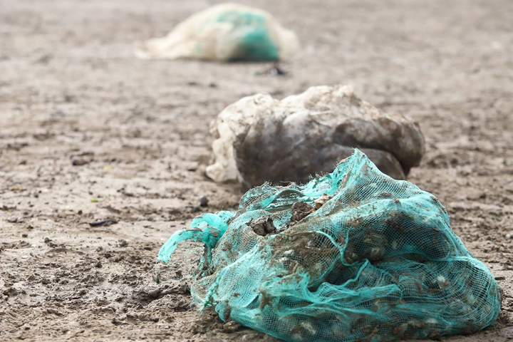 Ngao chết trắng đầm không rõ nguyên nhân, nông dân Hà Tĩnh điêu đứng - 8