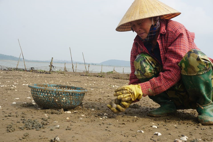Ngao chết trắng đầm không rõ nguyên nhân, nông dân Hà Tĩnh điêu đứng - 2