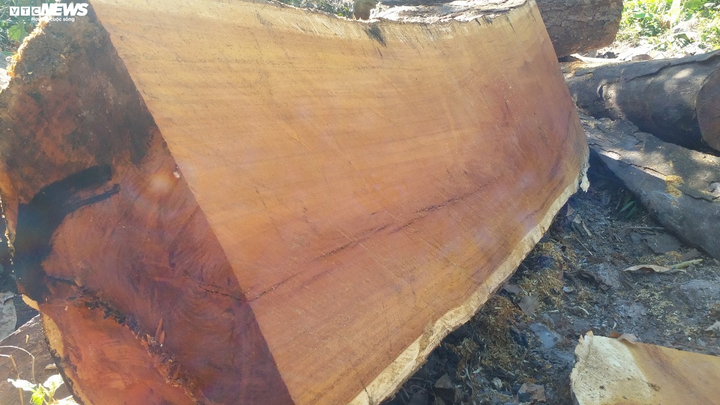 Cận cảnh bãi khai thác gỗ trái phép ở Kon Tum - 2