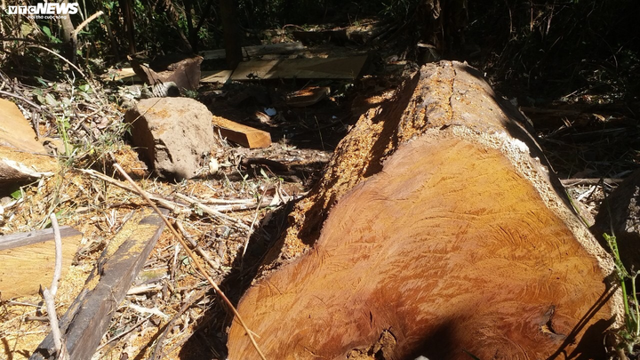 Cận cảnh bãi khai thác gỗ trái phép ở Kon Tum - 6