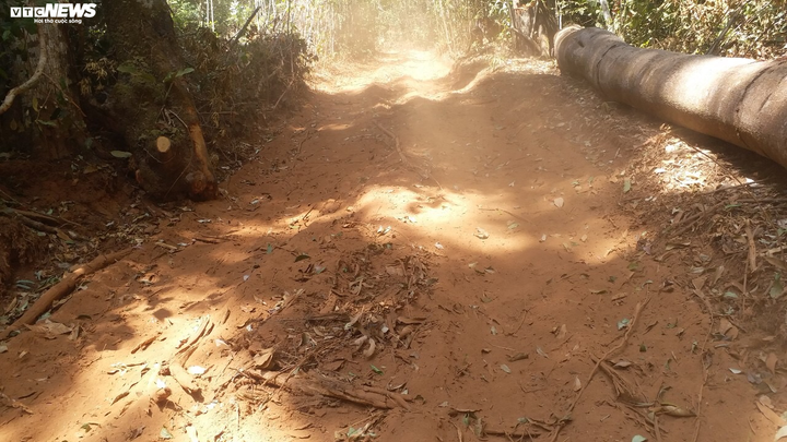 Cận cảnh bãi khai thác gỗ trái phép ở Kon Tum - 4