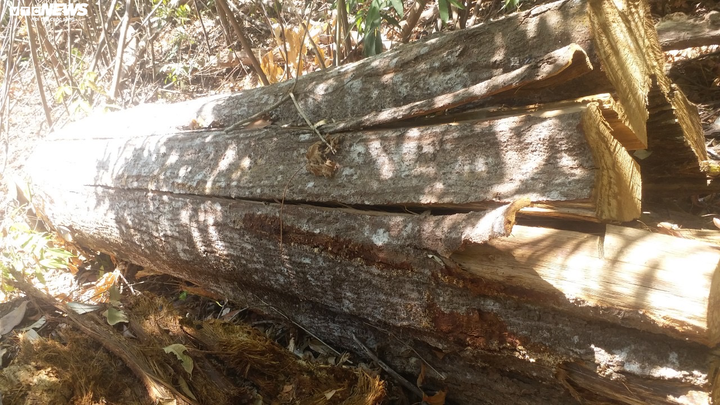 Cận cảnh bãi khai thác gỗ trái phép ở Kon Tum - 8