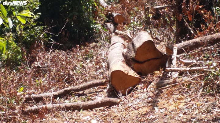 Cận cảnh bãi khai thác gỗ trái phép ở Kon Tum - 10