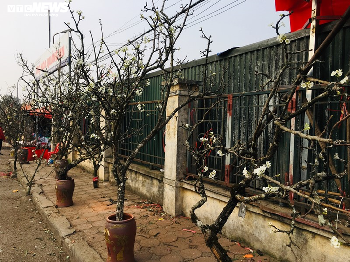 Hoa lê rừng Tây Bắc khoe sắc trắng tinh khôi giữa Thủ đô - 5