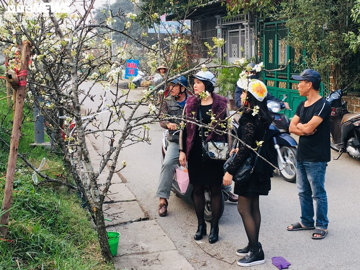 Hoa lê rừng Tây Bắc khoe sắc trắng tinh khôi giữa Thủ đô - 12