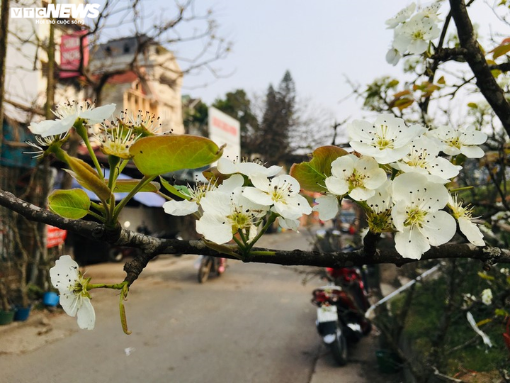 Hoa lê rừng Tây Bắc khoe sắc trắng tinh khôi giữa Thủ đô - 11