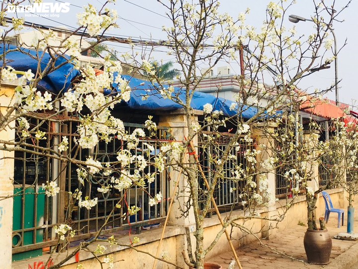 Hoa lê rừng Tây Bắc khoe sắc trắng tinh khôi giữa Thủ đô - 7