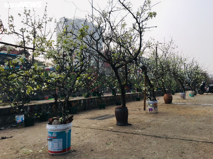 Hoa lê rừng Tây Bắc khoe sắc trắng tinh khôi giữa Thủ đô - 2