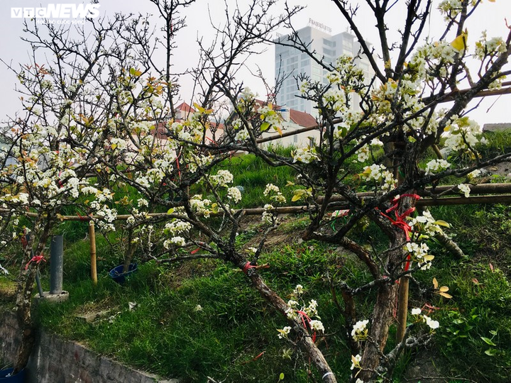 Hoa lê rừng Tây Bắc khoe sắc trắng tinh khôi giữa Thủ đô - 3