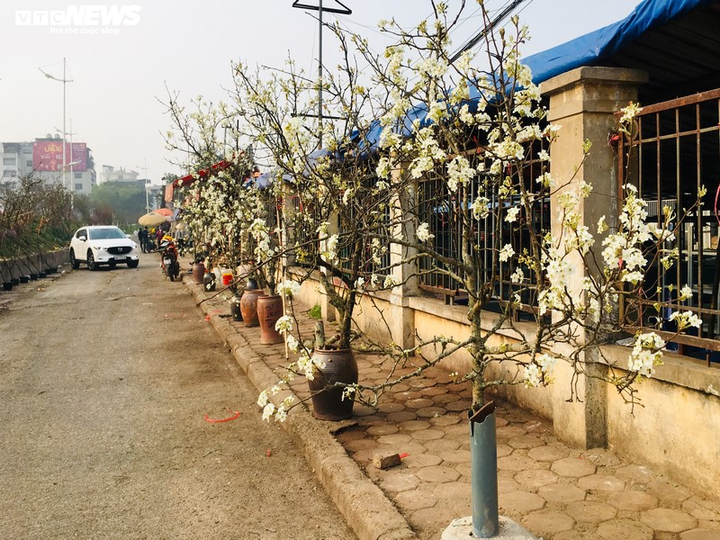 Hoa lê rừng Tây Bắc khoe sắc trắng tinh khôi giữa Thủ đô - 1