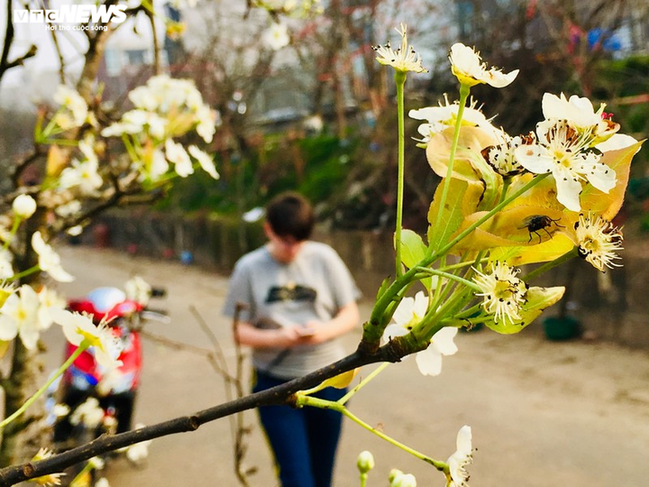 Hoa lê rừng Tây Bắc khoe sắc trắng tinh khôi giữa Thủ đô - 10