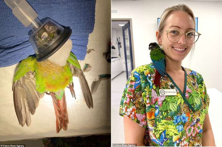 Bác sĩ thú y 'phẫu thuật', lắp cánh mới cho vẹt quý - 2