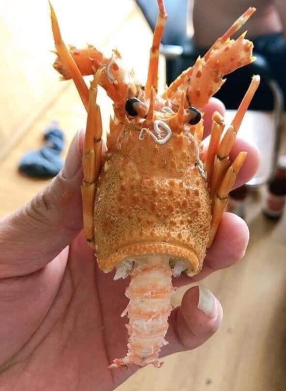 Ảnh: Dở khóc dở cười với những tai nạn mua hàng online mùa giải cứu - 8