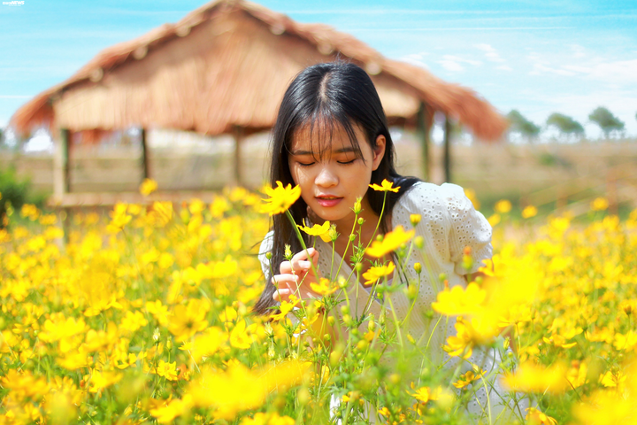 Cánh đồng hoa cánh bướm vàng rực bên dòng sông Đắk Bla - 1