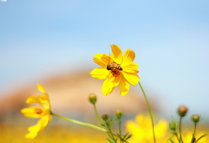 Cánh đồng hoa cánh bướm vàng rực bên dòng sông Đắk Bla - 3