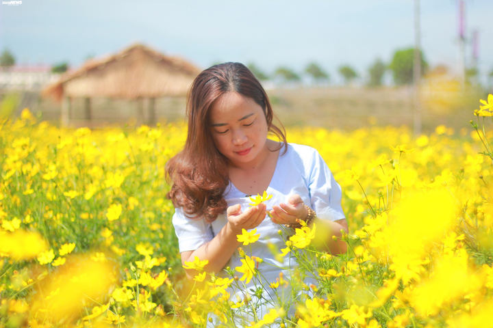 Cánh đồng hoa cánh bướm vàng rực bên dòng sông Đắk Bla - 7