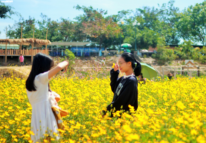 Cánh đồng hoa cánh bướm vàng rực bên dòng sông Đắk Bla - 8