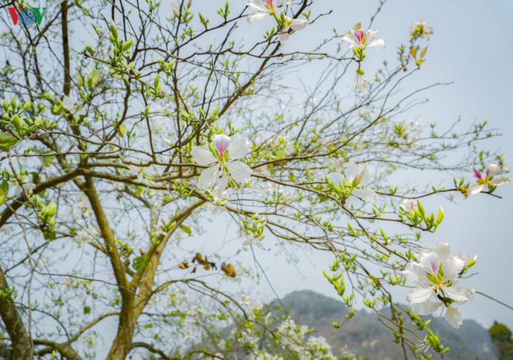 Ngây ngất mùa hoa ban nở ở Điện Biên - 6
